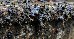 biofilm leads to infections